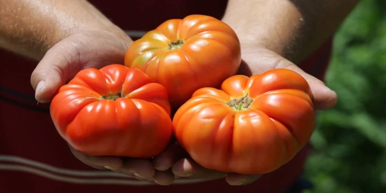 Safranbolu'nun 'Maniye Domatesi'nde Hasat Başladı