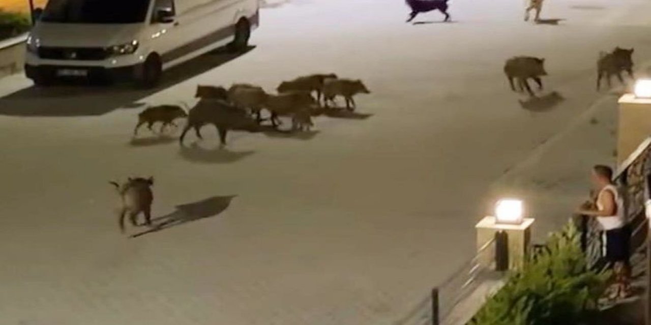 Serengeti Değil Türkiye'nin Tatil Cenneti! Çığlıklarını Duyan Sürü Yardıma Koştu