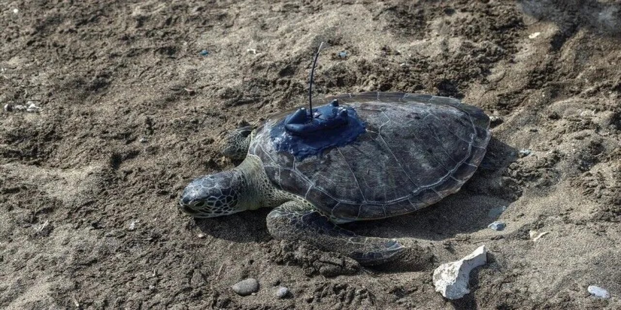 Mersin'de Uydu Takip Cihazı Takılan 2 Yeşil Deniz Kaplumbağası Denizle Buluşturuldu