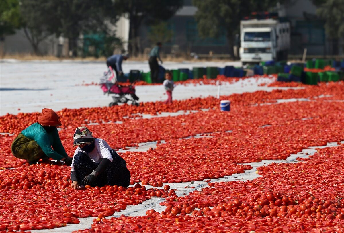 Türkiye İlk Yarıda Kurutulmuş Domatesten 60 Milyon 989 Bin Dolar Kazandı