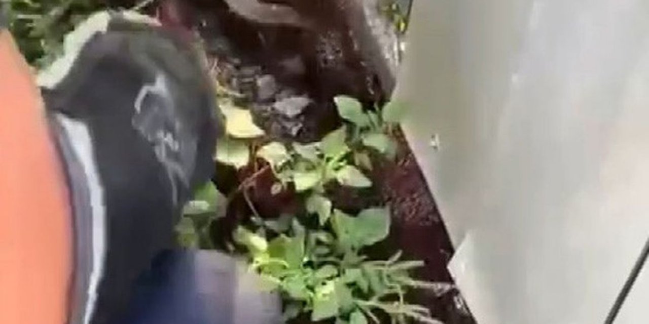 Hatay'da Yılanlar Yakalandı