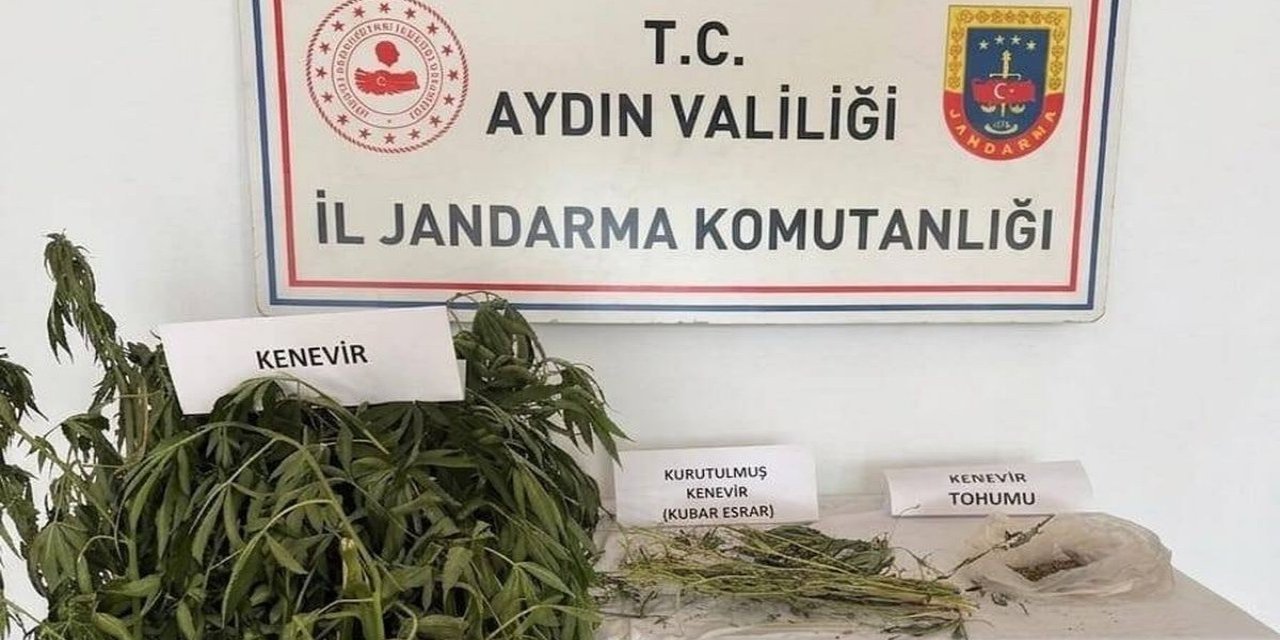 Yasa Dışı Kenevir Ekimi: İki Şüpheli Yakalandı