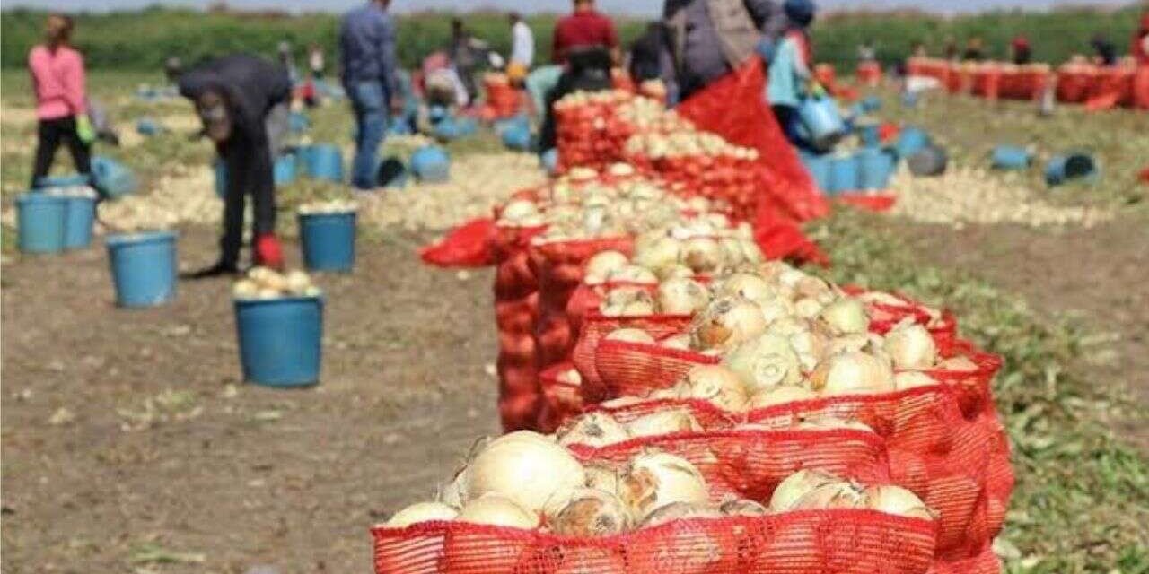 Ekim Alanları Azaldı Fiyatlar Yükseldi!