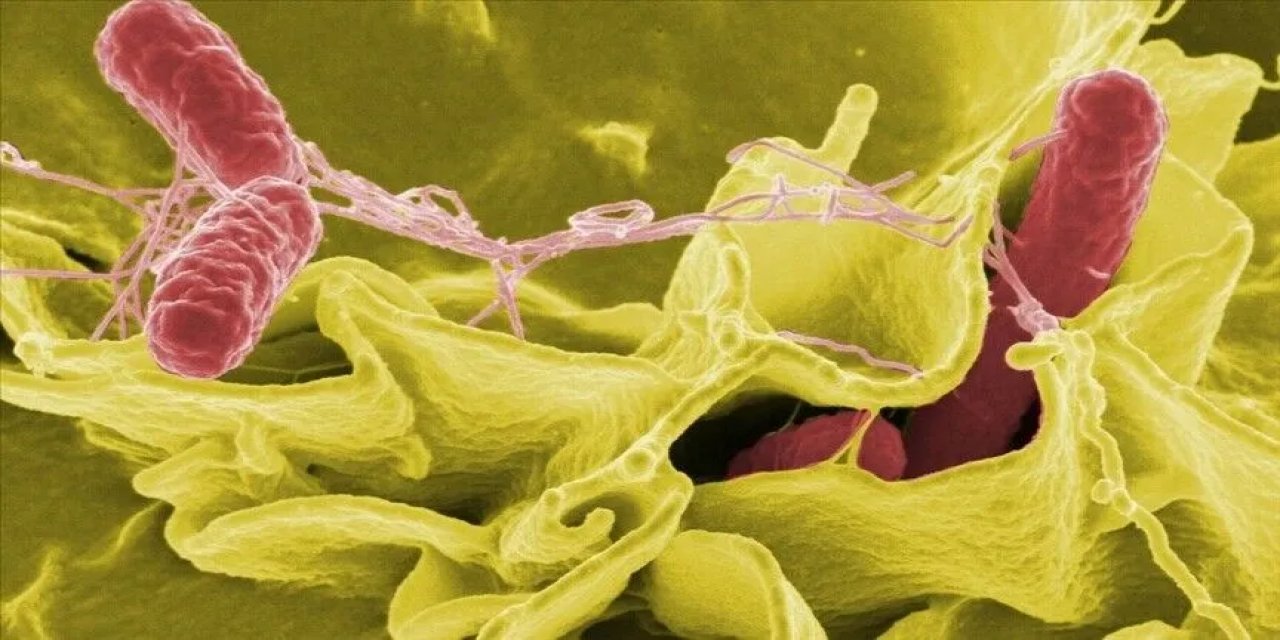 ABD'de Jalapeno Biberlerinden Kaynaklandığı Düşünülen Salmonella Salgını 27 Eyalete Yayıldı