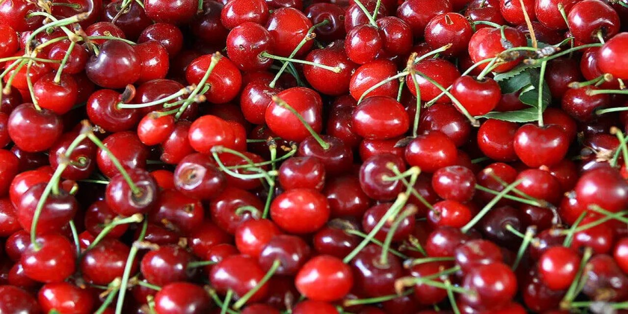 Kirazda Kalite Ve Yüksek Verim İhracatta Avantaj Sağlayacak