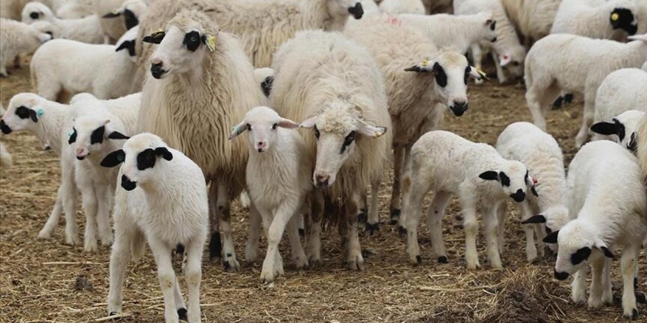 TİGEM, 7 Bin 350 Baş Reforme Küçükbaş Satacak