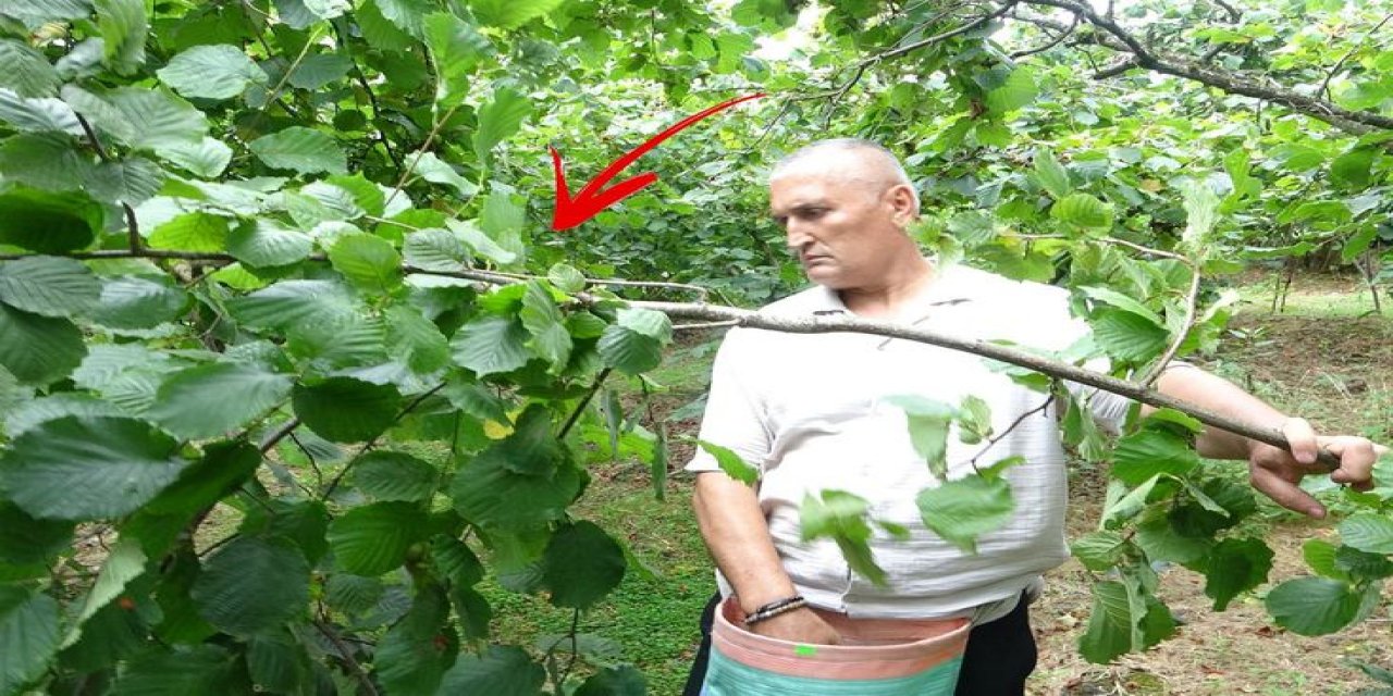Giresun'da Fındık Hasadı Başladı: Çotanakların Yarısı Boş