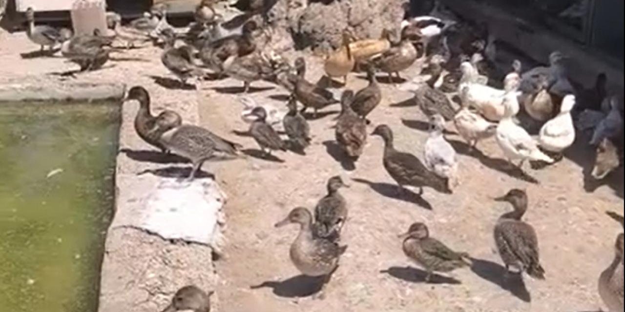 Ekipler Yaban Hayvan Ticaretine Göz Açtırmıyor