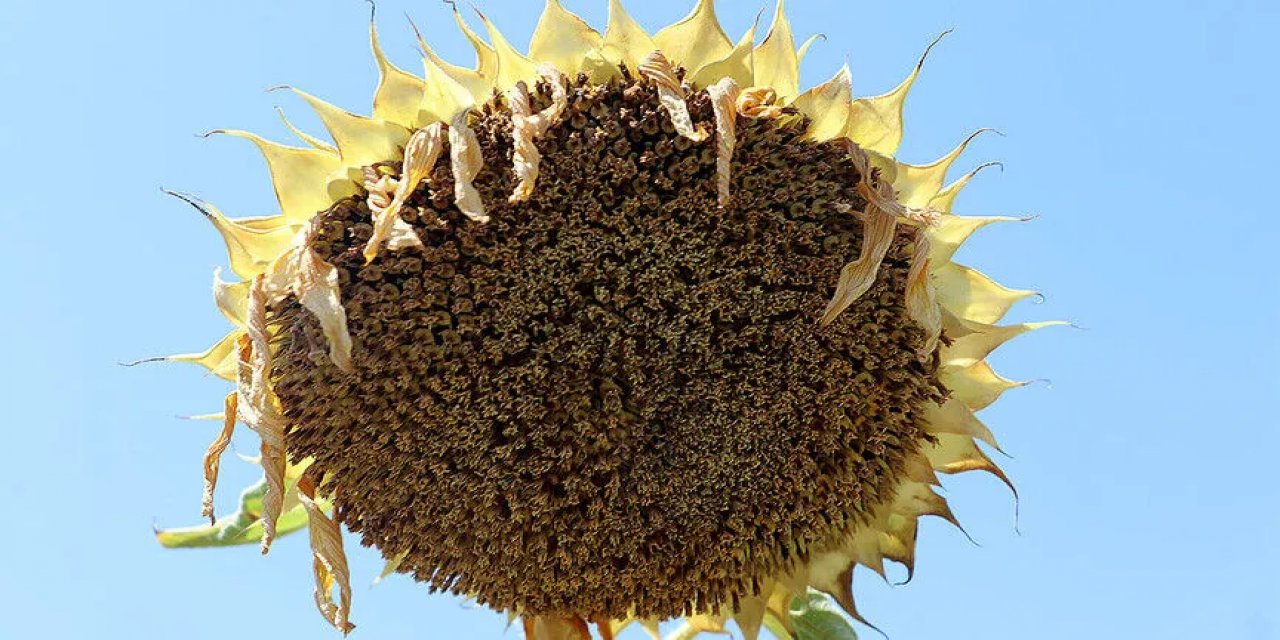 Trakya'da Ayçiçeğinde Gözler Hasat Dönemine Çevrildi