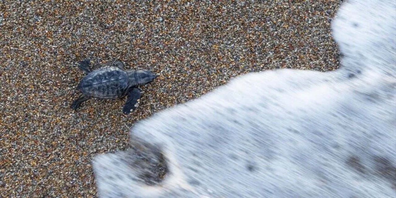 Antalya'da Caretta Caretta Yavrularının Mavi Sularla Buluşması Sürüyor