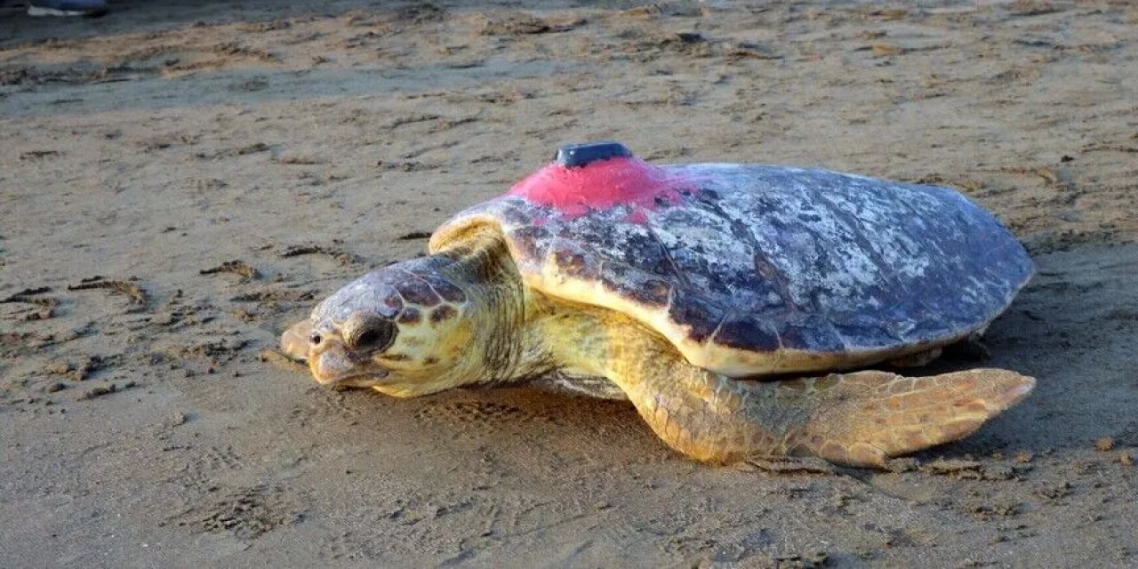Uydu Cihazıyla İzlenen Caretta Caretta "Tuba" Bodrum Açıklarında Yaşamını Sürdürüyor