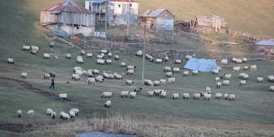 Giresun'daki Gölyanı Obası İçin 'Tabiat Parkı' Talebi