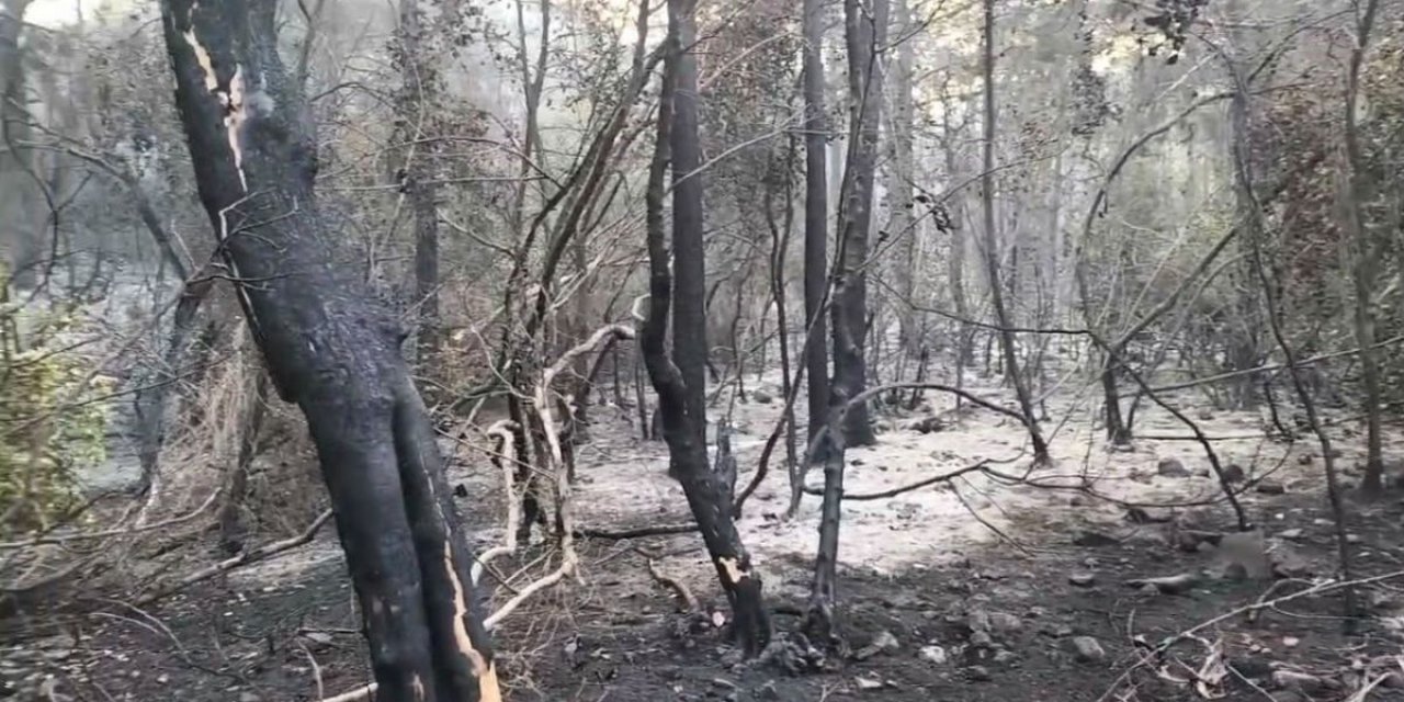 Marmaris'te Orman Yangını Kontrol Altında