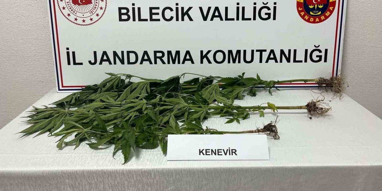 Bilecik'te Yasadışı Kenevir Ekimi Yakalandı