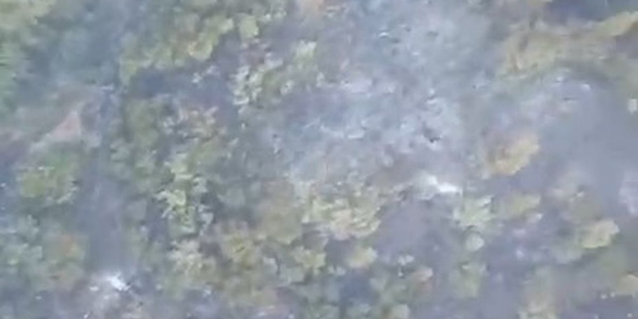 Sındırgı'da Orman Yangınına Geniş Çaplı Müdahale