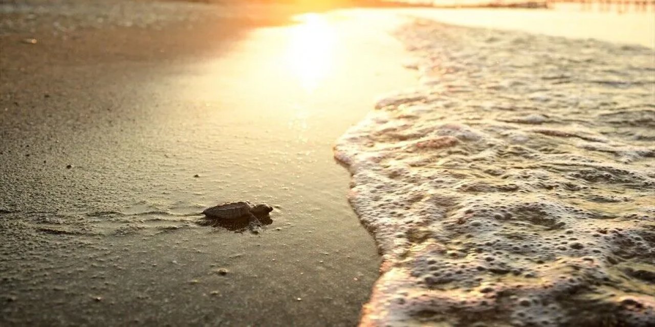 Antalya'da Caretta Carettaların Yuvalarında Yavru Çıkışları Sürüyor