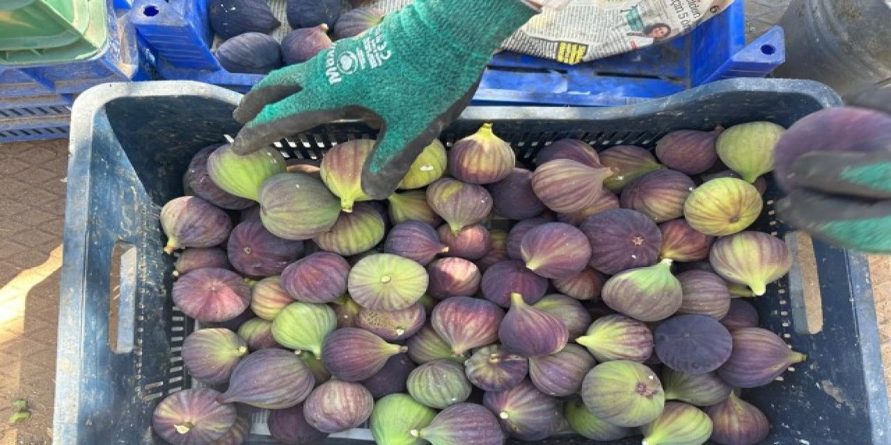 "Siyah İnci" Hasadı Başladı: İngiliz Kraliyet Ailesi'nin Vazgeçilmezi