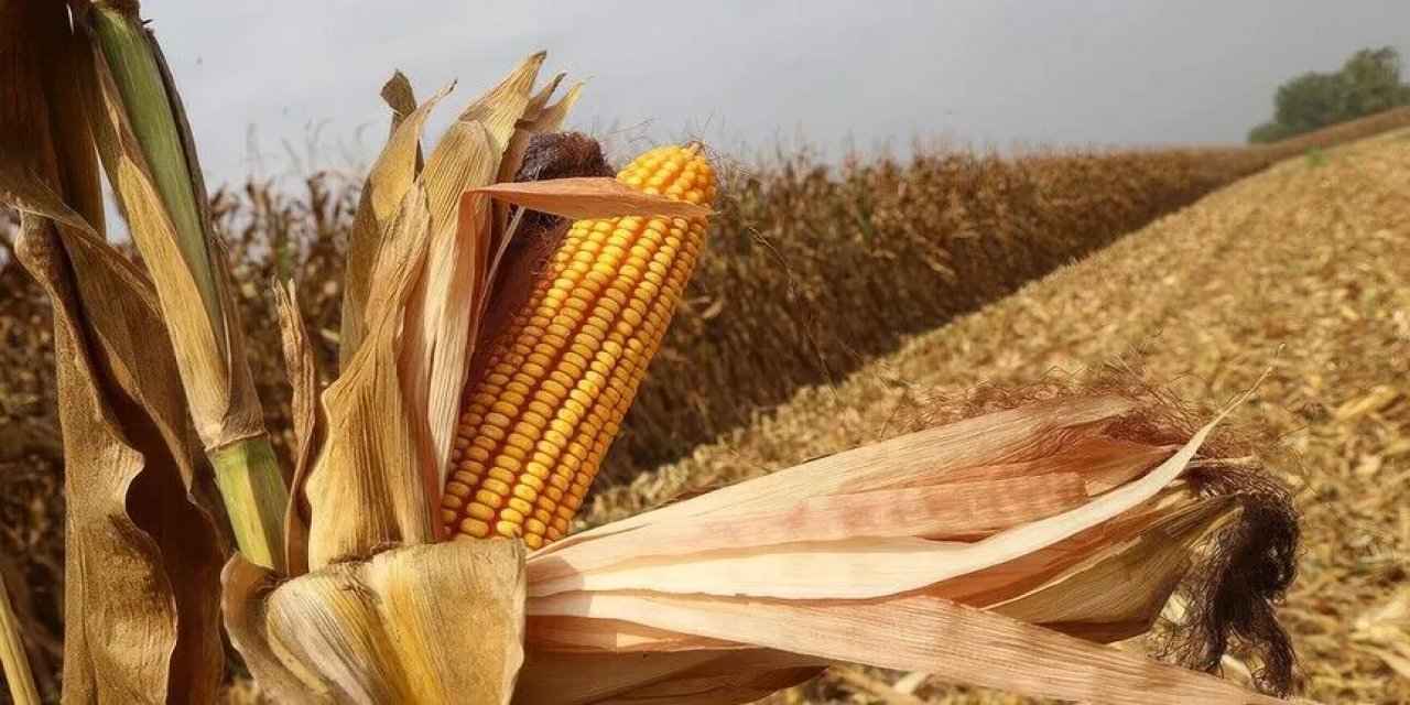 El Nino Mısır Fiyatlarını 3 Yılın Zirvesine Taşıdı