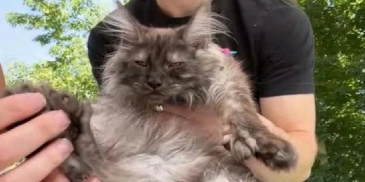 ABD'de 29 Parmaklı Kedi Guinness Dünya Rekorları’na Girdi