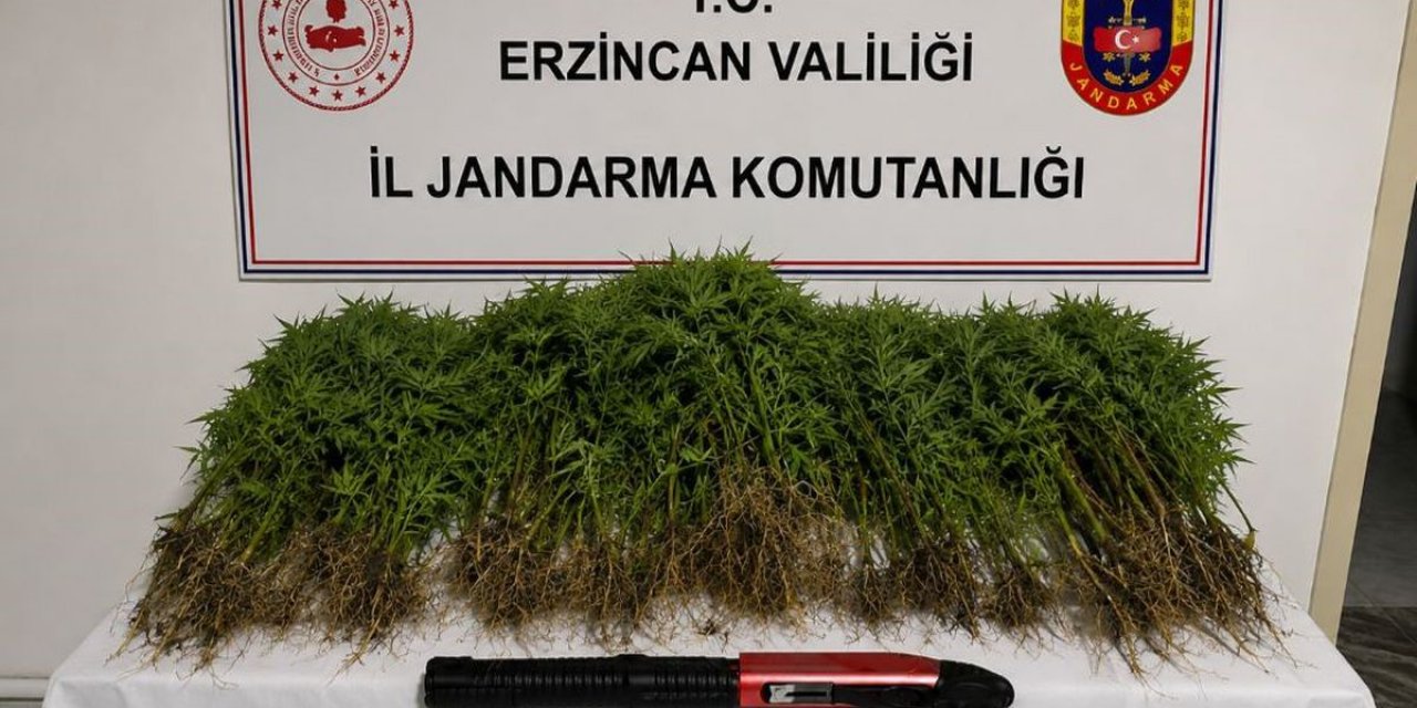 Erzincan'ın Tercan İlçesinde Uyuşturucu Operasyonu: 174 Kök Kenevir Ele Geçirildi, 1 Tutuklama