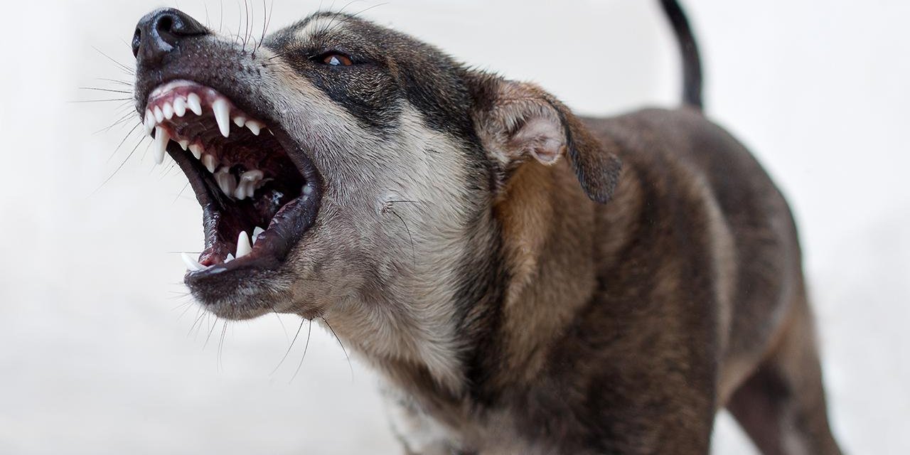 İzmir'de Köpeğin Saldırısında Yaralanan Çocuk İçin 1,2 Milyon Lira Tazminat