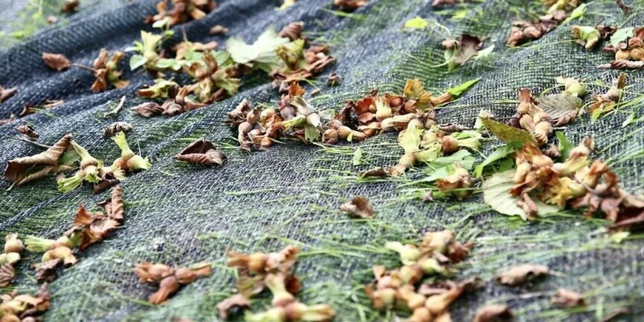 File Örtü İle Fındık Hasadı Maliyet Ve Zaman Avantajı Sağlıyor