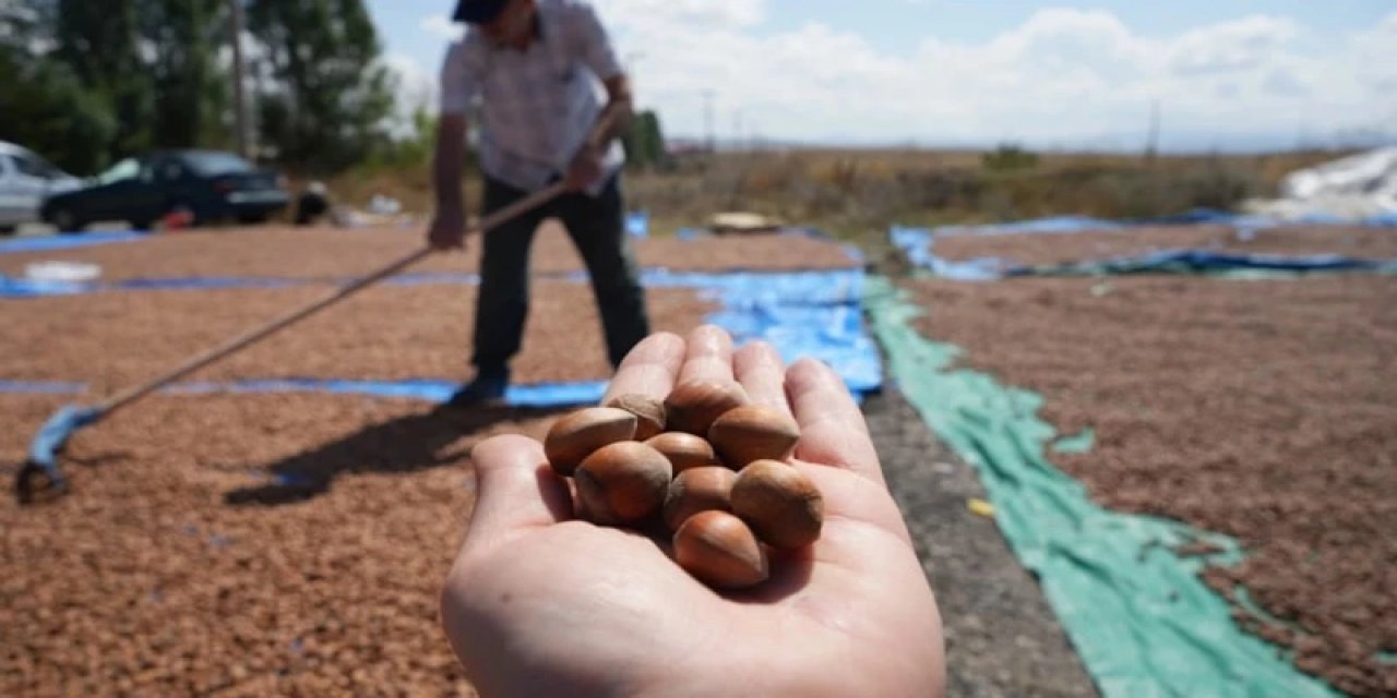Türkiye Fındık İhracatından Geçen Sezon 2,5 Milyar Dolar Kazandı