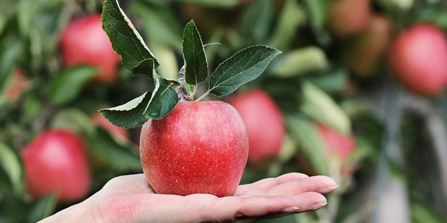 Bozulmadan 1 Yıl Saklanabileceği İddia Edilen Elma ABD'de Satışa Çıktı