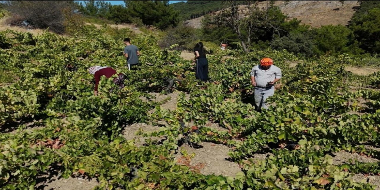 Kavacık Üzümü Bahçede 60, Markette 200 Lira! Üretici Aradaki Fiyat Uçurumuna İsyan Etti
