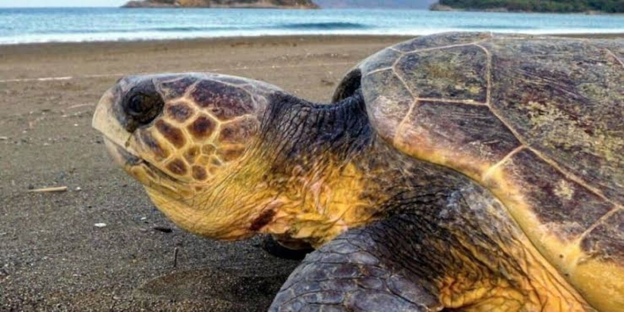 İtalya'da Kurtarılan Caretta Caretta, Muğla Sahilinde Yumurtladı