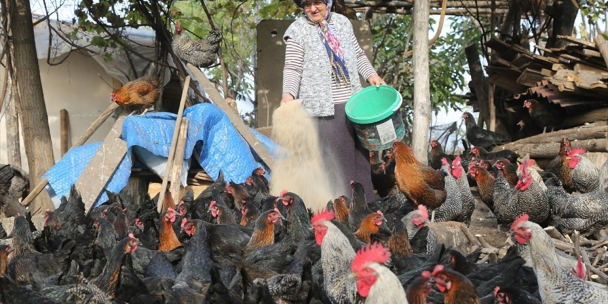 Eski Buzdolabıyla Başladıkları Tavukçulukta Yılda 200 Bin Lira Kazanıyorlar