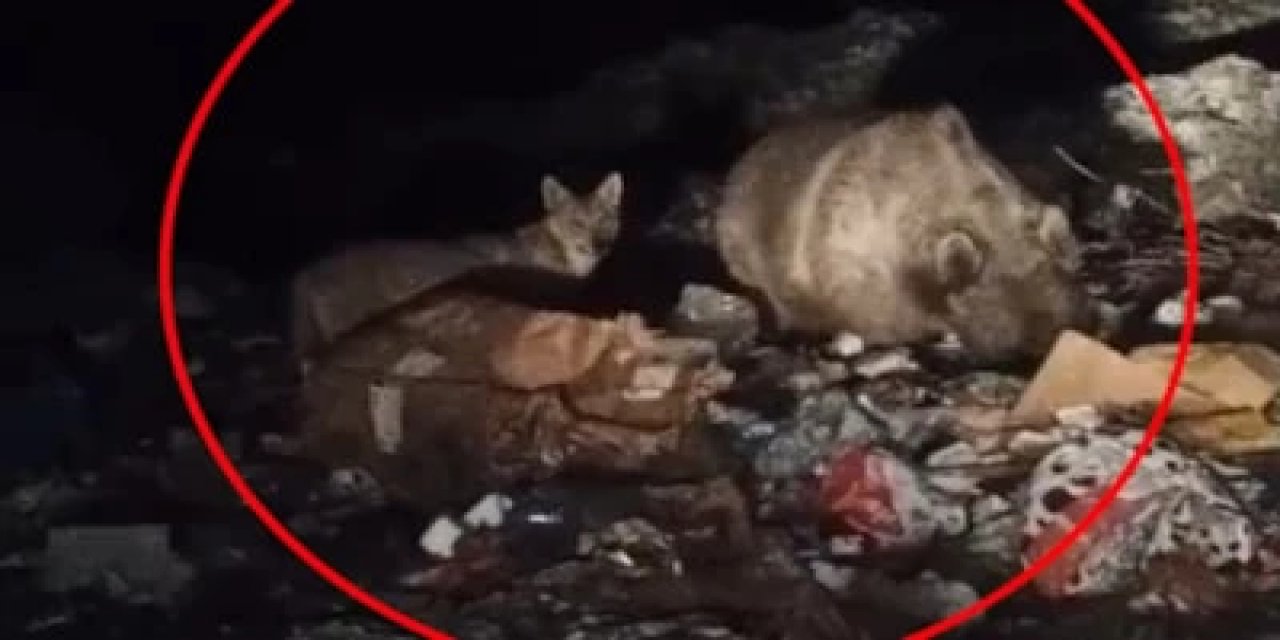 Bingöl’de Ayı Ve Kurtlar, Çöp Konteynerlerinde Yiyecek Aradı