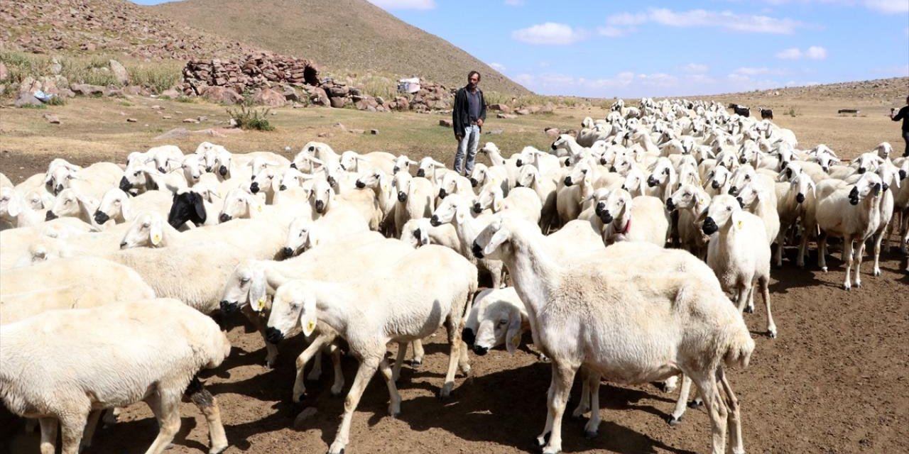 Türkiye Hayvan Varlığında Avrupa Ülkelerini Geride Bıraktı