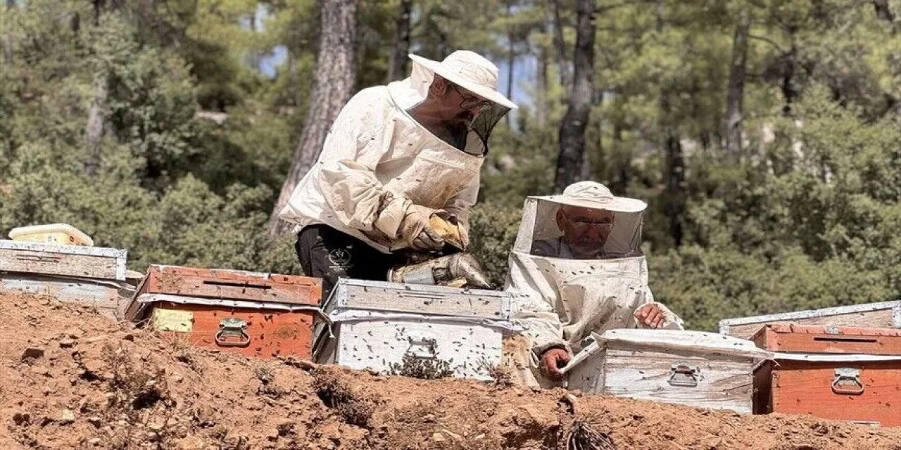 Muğla'da Arıcılar Çam Balı Rekoltesinden Memnun