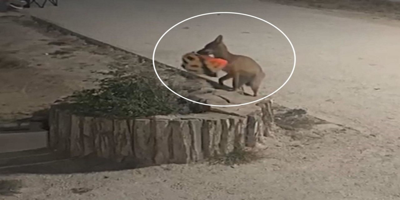 İzleyenler Yapay Zeka Sandı! Şehre İnen Tilki Kapkaç Yaptı