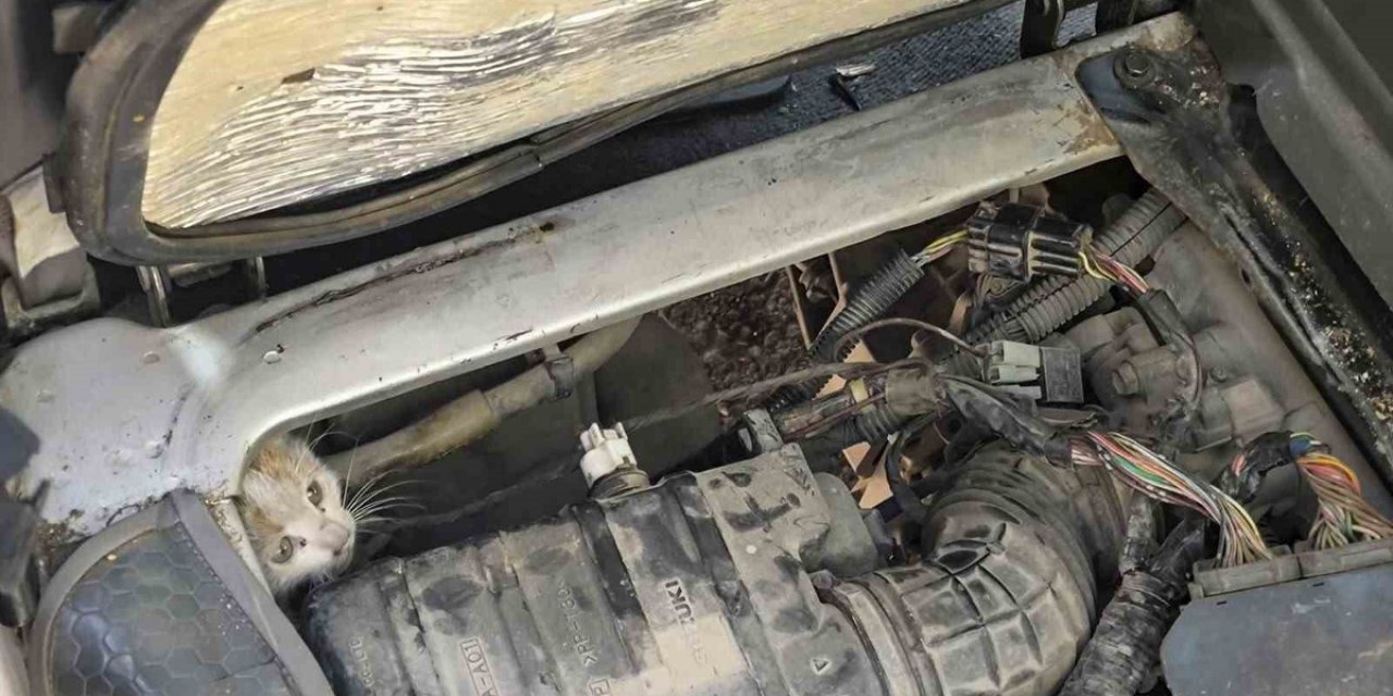 Erzincan'da Yeni Sanayi Sitesi'nde Aracın Motoruna Sıkışan Yavru Kedi Kurtarıldı