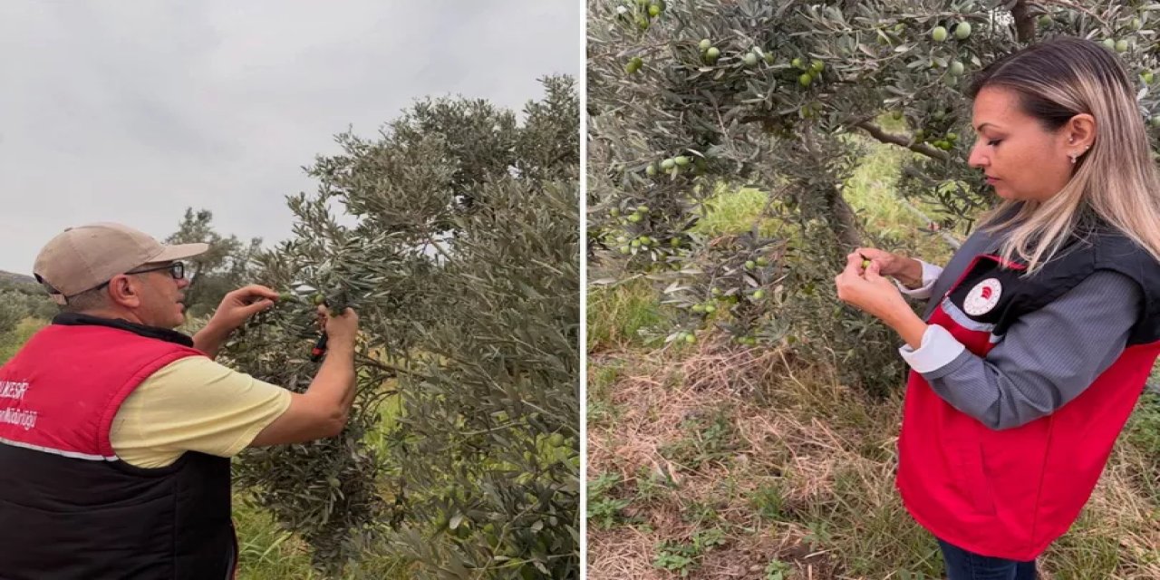 Ekipler Zeytin Sineği İçin Alarmda! Üreticiye "Takip Edin" Uyarısı