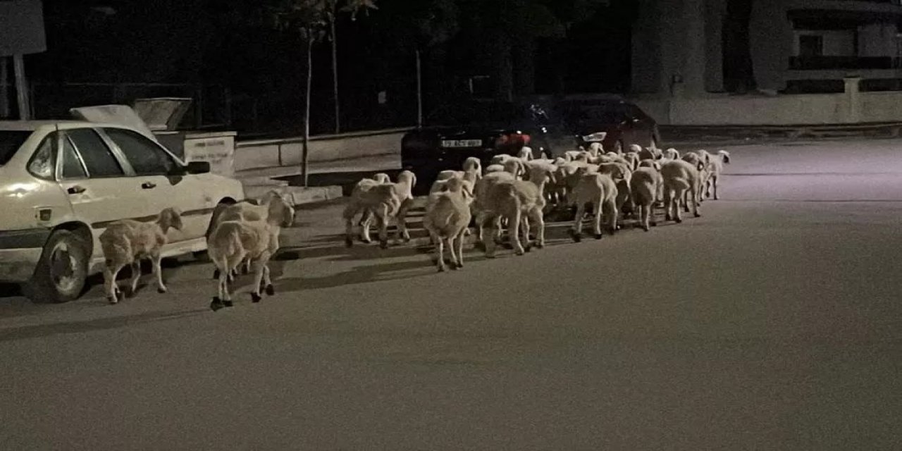 Çorum'da Kapıyı Kırıp Kaçan Koyunlar Sokak Sokak Aranıp Boş Arazide Bulundu
