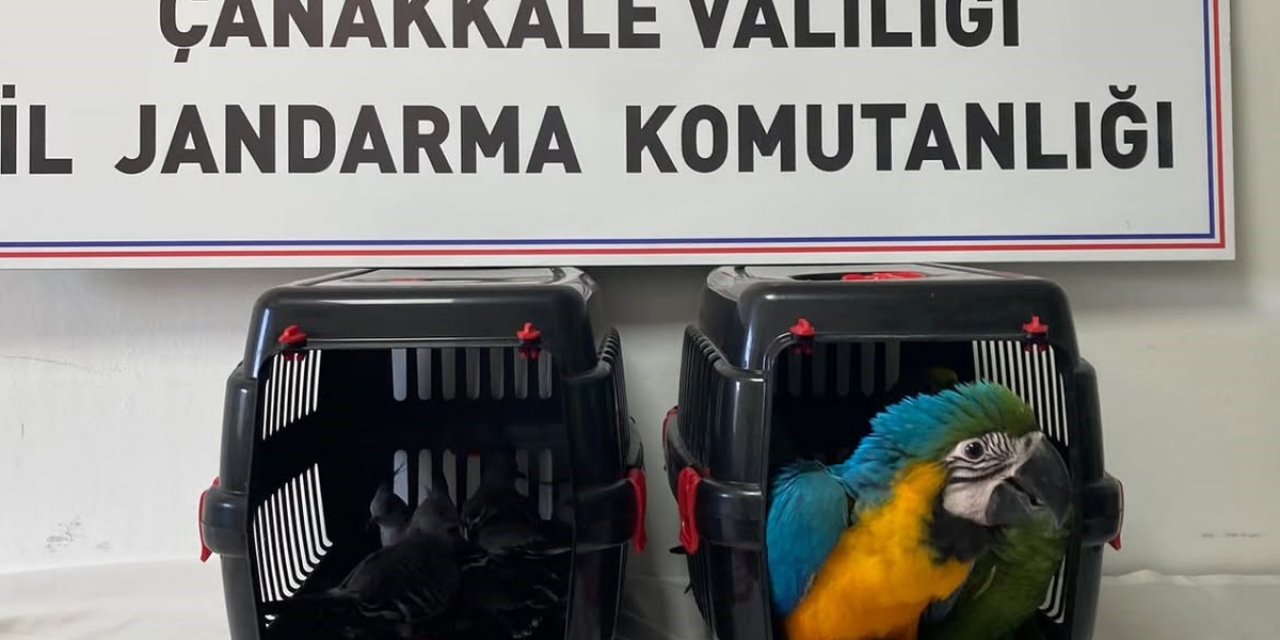 Çanakkale'de Şüpheli Araçta Bulunan 9 Egzotik Kuşa El Konuldu
