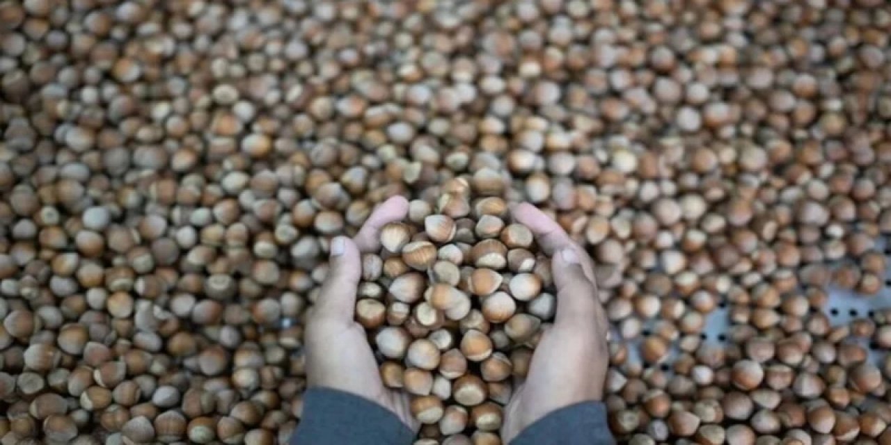 Kurutmada İdeal Nem Oranı Fındığın Raf Ömrünü Uzatıyor