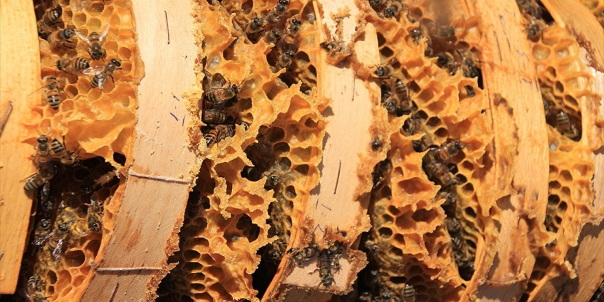 Organik Arıcılık Yapanlara Kovan Başına 10 Lira Destek