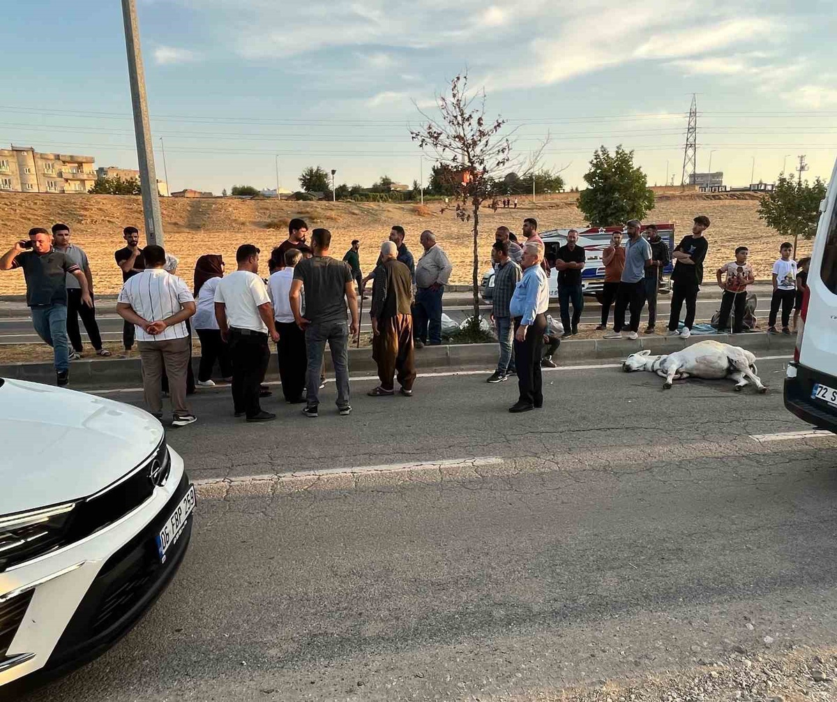 Batman Balpınar'da Hafif Ticari Araç Eşeğe Çarptı, Hayvan Telef Oldu