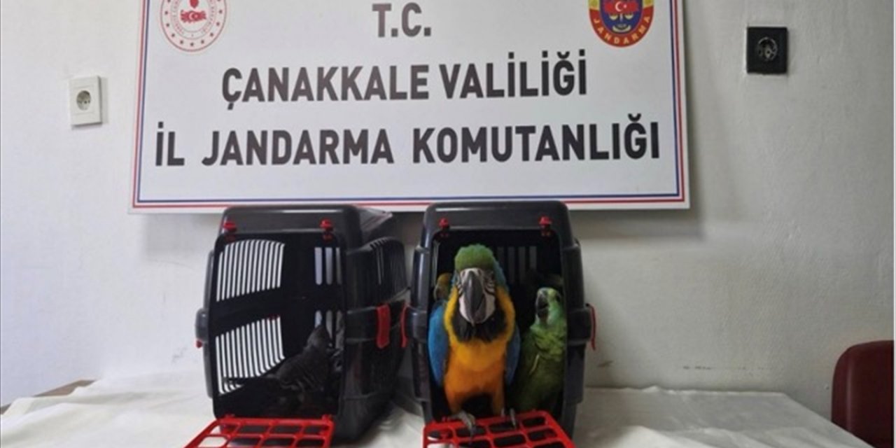 Çanakkale'de Jandarmanın Kaçakçılık Operasyonunda 9 Egzotik Kuş Ele Geçirildi