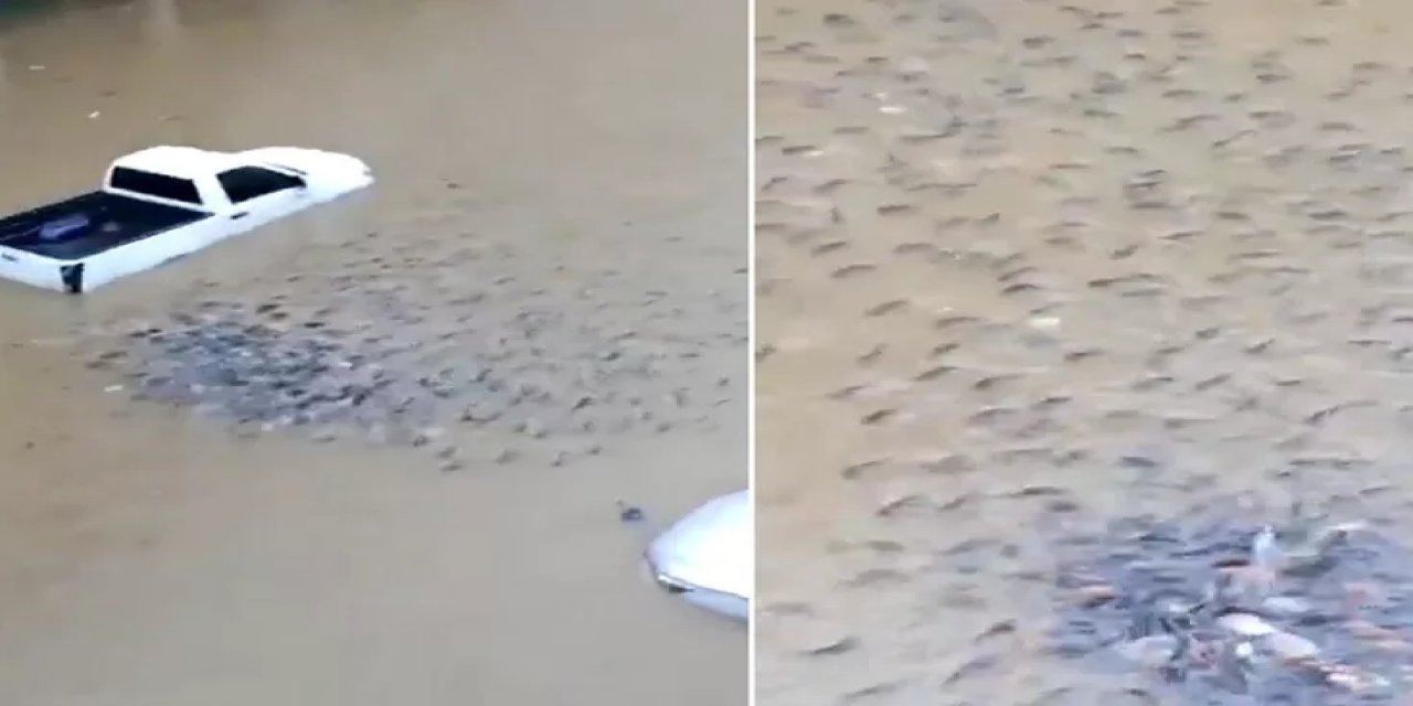 Ülke Sular Altında Kaldı! Sokaklarda Balıklar Yüzmeye Başladı