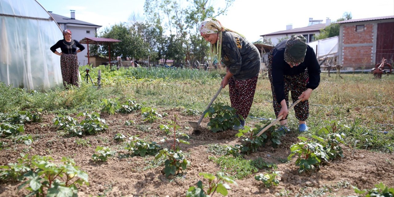 Gündelik İşlerde Çalışarak 120 Sokak Kedisine Bakıyor: Onlara Vefa Borcum Var