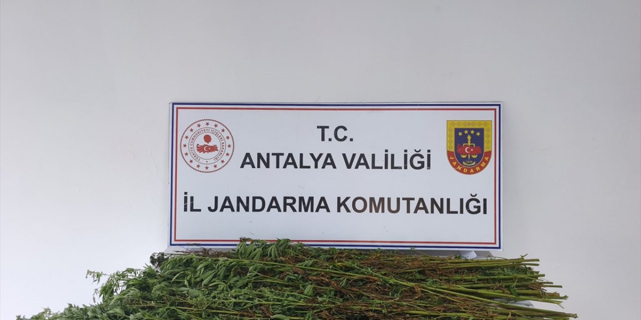 Antalya Serik'te Jandarma Ev Ve Arazide 80 Kök Kenevir Bitkisi Ele Geçirdi