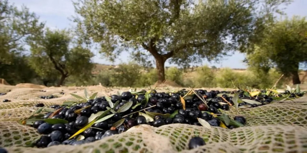Zeytin Hasadı 1 Yıl Yasaklandı: İşte Şaşırtan Nedeni