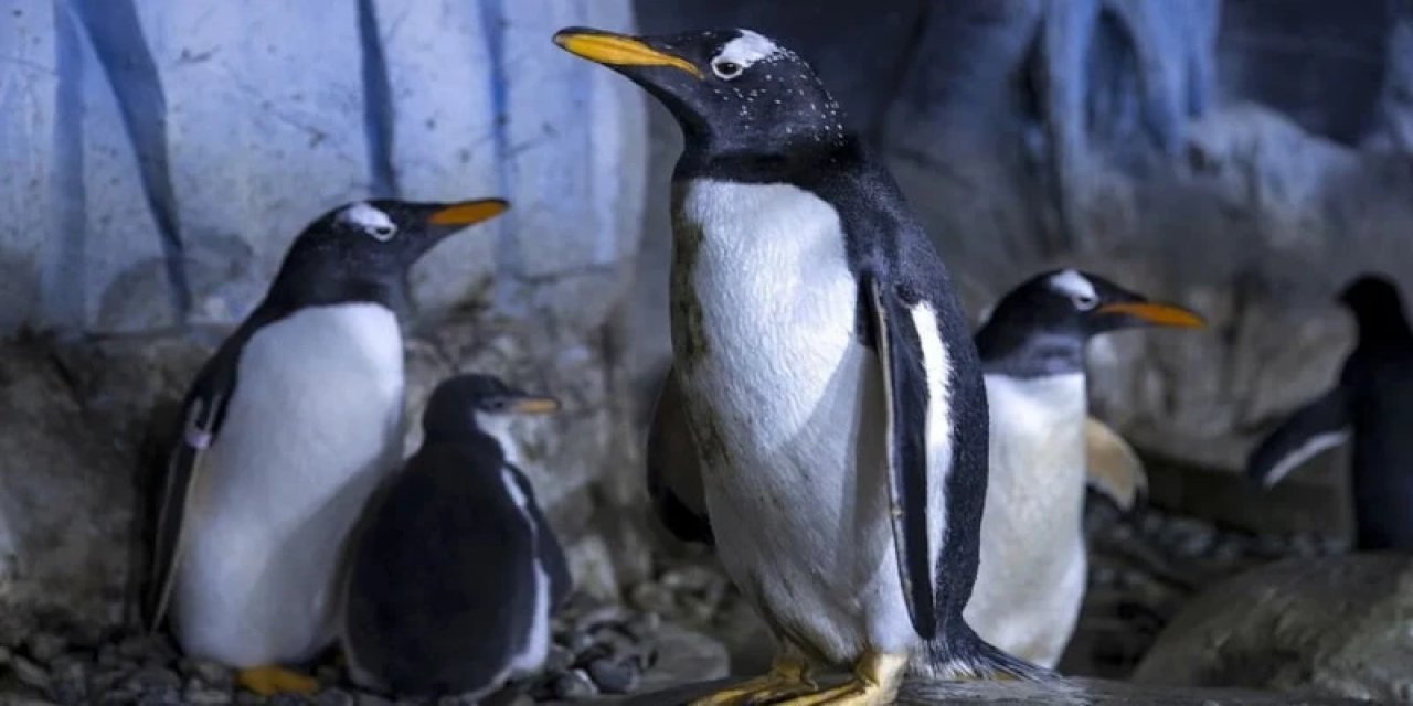 Okyanusların Çehresi Değişiyor: Penguenler 2100'de Yok Olabilir