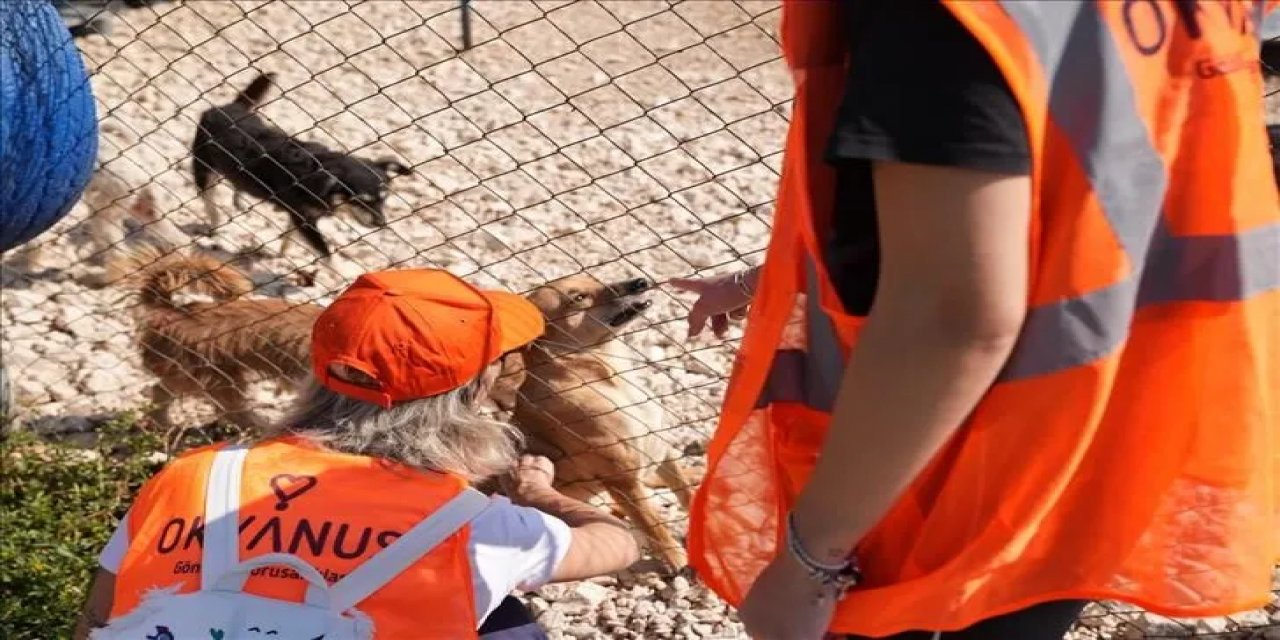 Borusan Pati Elçileri Sahipsiz Hayvanlara Yönelik Çalışmalarının Kapsamını Genişletti