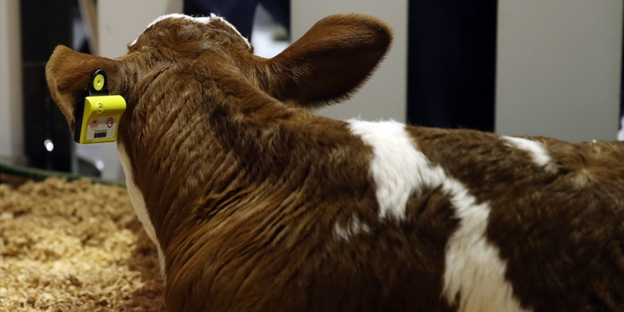 'Sarıkız'ın Sağlığı Cepten Takip Edilecek